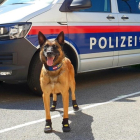 Los perros policías de Viena y Zúrich llevan zapatos para proteger sus patas del calor. /
