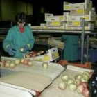 Una imagen de archivo durante la clasificación de manzana en una comercializadora berciana de frutas