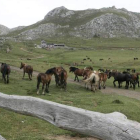 El ganado equino ha sustituido a la oveja merina trashumante en buena parte de la comarca.