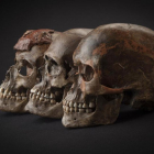 Tres cráneos de unos 31.000 años de antigüedad localizados en el yacimiento de Dolni Vestonice, en la República Checa.