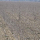 Plantación de chopos para biomasa en Palanquinos.