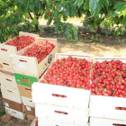 Cada muestra de cerezas del Bierzo enviadas al laboratorio incluía dos kilos de fruto, suficiente para el análisis.