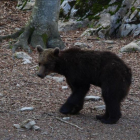 El oso esloveno Goiat, poco después de ser liberado en el valle de Ísil, en el parque natural del Alt Pirineu (Pallars Sobirà).
