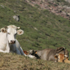Reclaman un mayor control de la fauna silvestre que comparte pastos con el ganado. JESÚS
