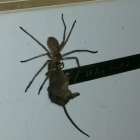 Arrasa en Facebook el vídeo de una araña cazando a un ratón.