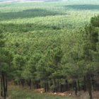 Los pinares de Tabuyo, en una imagen de archivo.