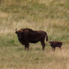 La madre pertenece a una manada salvaje de siete bisontes llegados de los bosques polacos.