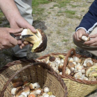 Limpiando las setas, en algún lugar de Lleida.