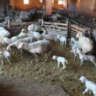 El sector del ovino, uno de los más castigados por los abandonos en el campo leonés.