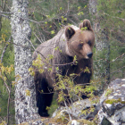 Los expertos aseguran que, por lo general, los osos tienden a huir ante la presencia humana. fop