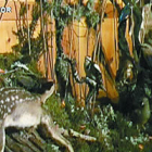 Detalle de algunas de las especies incautadas ya disecadas.