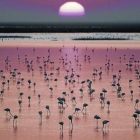 Flamencos en las marismas de Doñana.