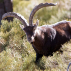 Cabra montes de la reserva de caza de las Batuecas, una especie a controlar por su crecimiento exponencial. DAVID ARRANZ