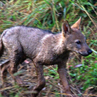 Un lobezno en la montaña oriental leonesa
