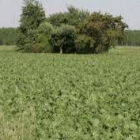 El cultivo de remolacha domina el campo en las vegas de los ríos leoneses
