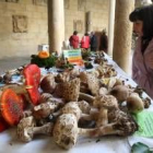 La muestra micológica se celebró durante la mañana de ayer en el patio del Palacio de los Guzmanes