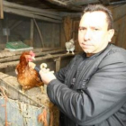 El propietario todavía no sabe cual de sus gallinas ha puesto el huevo.