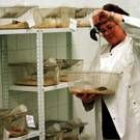 La investigación ha empleado roedores transgénicos en sus análisis
