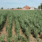 Las plantas de maíz están muy bajas en muchas parcelas del Canal del Páramo.