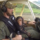 Anthony Caere llevó en su regazo a la cría de chimpancé que acababan de rescatar de los cazadores furtivos en el Congo.