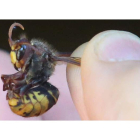 Ejemplar de avispón (‘Vespa cabro’), localizado en Carbajal de la Legua (Sariegos).