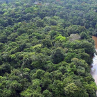 Bosque amazónico en Brasil. MARCELO SAYÃO