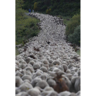 El rebaño de Ganadería Pico Polvorosa enfila el camino a la majada de La Mora. Una niña entusiasta se arrima al pastor.
