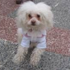 La perrita Mini jugueteaba inquieta a la espera de que llegase su turno