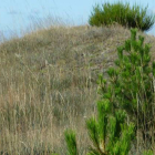 La reforestación con pinos llega hastaalgunos de los históricos túmulos de Colinas.