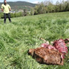 El ternero recién nacido quedó prácticamente devorado por el lobo salvo la cabeza.