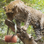 Un leopardo del zoológico Bioparc de Fuengirola (Málaga). EFE