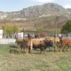 La muestra ganadera ha perdido peso en la feria para dar paso a otras industrias como la artesana