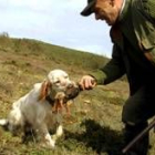 En esta imagen de archivo, un perro perdiguero entrega su presa al cazador que acaba de abatirla