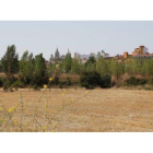 Un campo dedicado al cultivo de cereal en el este de la capital leonesa, con la catedral al fondo
