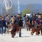 Dos ejemplares de setter en el concurso de belleza.