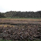 Los residuos forestales procedentes de las cortas son empleados para fabricar biomasa.