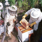 La miel de este año en el Bierzo será muy buena.