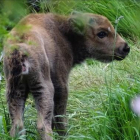 Un bisonte recién nacido en la reserva de Anciles. PELAYO GARCÍA