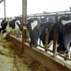 Las explotaciones ganaderas de leche de León son objetivo de las lácteas gallegas