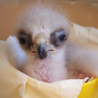 Primer pollo de águila real nacido que se liberará en la Sierra de Xurés.