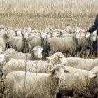Alfonso Suárez ejerce como pastor de ovejas desde que tenía 13 años.