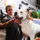 El dogo argentino Cásper Fantasma Blanco de la Cueva.