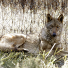 Ejemplar en el centro del lobo de Zamora. J.J. GUILLÉN