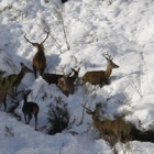 Un grupo de rebecos avistado durante el temporal de nieve en Picos de Europa