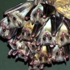 El Palacio de la Justicia de Belgrado tiene una plaga de 2.000 murciélagos