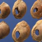 Detalle de las conchas perforadas encontradas en una caverna de Sudáfrica