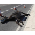 Imagen del burro muerto en la carretera que conduce a Caboalles, a su paso por Azadinos.