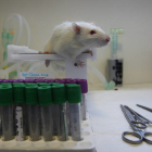 Un ratón, en un laboratorio. JESÚS F. SALVADORES