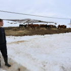 El ganado come en medio de la nieve en la localidad leonesa de Soto y Amío