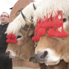 Gordón, junto a dos bueyes que mostró ayer.